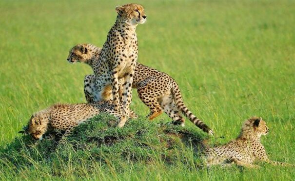 cheetah-masai-mar-950x534-1